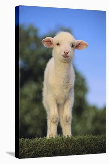 Whitefaced Lamb in the Pasture-DLILLC-Stretched Canvas