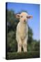 Whitefaced Lamb in the Pasture-DLILLC-Stretched Canvas