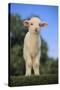 Whitefaced Lamb in the Pasture-DLILLC-Stretched Canvas