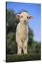 Whitefaced Lamb in the Pasture-DLILLC-Stretched Canvas