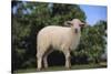 Whitefaced Lamb in the Pasture-DLILLC-Stretched Canvas