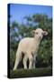 Whitefaced Lamb in the Pasture-DLILLC-Stretched Canvas