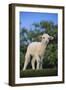 Whitefaced Lamb in the Pasture-DLILLC-Framed Photographic Print