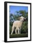 Whitefaced Lamb in the Pasture-DLILLC-Framed Photographic Print