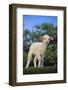 Whitefaced Lamb in the Pasture-DLILLC-Framed Photographic Print