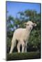 Whitefaced Lamb in the Pasture-DLILLC-Mounted Photographic Print