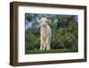 Whitefaced Lamb in the Pasture-DLILLC-Framed Photographic Print