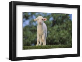 Whitefaced Lamb in the Pasture-DLILLC-Framed Photographic Print