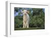 Whitefaced Lamb in the Pasture-DLILLC-Framed Photographic Print