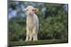 Whitefaced Lamb in the Pasture-DLILLC-Mounted Photographic Print