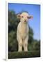 Whitefaced Lamb in the Pasture-DLILLC-Framed Photographic Print