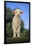 Whitefaced Lamb in the Pasture-DLILLC-Framed Photographic Print