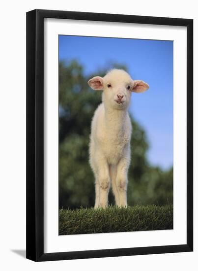 Whitefaced Lamb in the Pasture-DLILLC-Framed Photographic Print