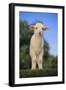 Whitefaced Lamb in the Pasture-DLILLC-Framed Photographic Print