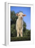 Whitefaced Lamb in the Pasture-DLILLC-Framed Photographic Print