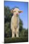 Whitefaced Lamb in the Pasture-DLILLC-Mounted Photographic Print