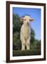 Whitefaced Lamb in the Pasture-DLILLC-Framed Photographic Print