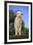 Whitefaced Lamb in the Pasture-DLILLC-Framed Photographic Print