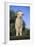 Whitefaced Lamb in the Pasture-DLILLC-Framed Photographic Print