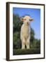 Whitefaced Lamb in the Pasture-DLILLC-Framed Photographic Print