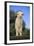 Whitefaced Lamb in the Pasture-DLILLC-Framed Photographic Print