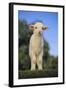 Whitefaced Lamb in the Pasture-DLILLC-Framed Photographic Print