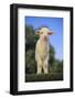 Whitefaced Lamb in the Pasture-DLILLC-Framed Photographic Print