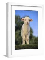 Whitefaced Lamb in the Pasture-DLILLC-Framed Photographic Print