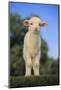 Whitefaced Lamb in the Pasture-DLILLC-Mounted Photographic Print