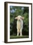 Whitefaced Lamb in the Pasture-DLILLC-Framed Photographic Print