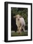 Whitefaced Lamb in the Pasture-DLILLC-Framed Photographic Print