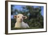 Whitefaced Lamb in the Pasture-DLILLC-Framed Photographic Print