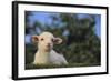 Whitefaced Lamb in the Pasture-DLILLC-Framed Photographic Print