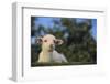 Whitefaced Lamb in the Pasture-DLILLC-Framed Photographic Print