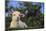 Whitefaced Lamb in the Pasture-DLILLC-Mounted Photographic Print