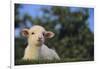 Whitefaced Lamb in the Pasture-DLILLC-Framed Photographic Print