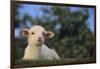 Whitefaced Lamb in the Pasture-DLILLC-Framed Photographic Print