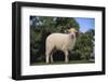 Whitefaced Lamb in the Pasture-DLILLC-Framed Photographic Print