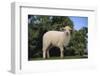 Whitefaced Lamb in the Pasture-DLILLC-Framed Photographic Print