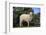 Whitefaced Lamb in the Pasture-DLILLC-Framed Photographic Print