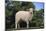 Whitefaced Lamb in the Pasture-DLILLC-Mounted Photographic Print