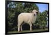 Whitefaced Lamb in the Pasture-DLILLC-Framed Photographic Print