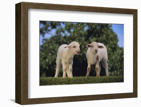 Whitefaced Lamb in the Pasture-DLILLC-Framed Photographic Print