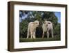 Whitefaced Lamb in the Pasture-DLILLC-Framed Photographic Print