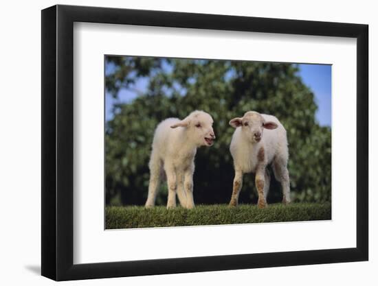 Whitefaced Lamb in the Pasture-DLILLC-Framed Photographic Print