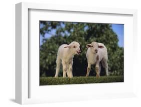 Whitefaced Lamb in the Pasture-DLILLC-Framed Photographic Print