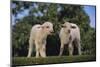 Whitefaced Lamb in the Pasture-DLILLC-Mounted Photographic Print