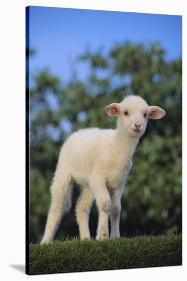 Whitefaced Lamb in the Pasture-DLILLC-Stretched Canvas