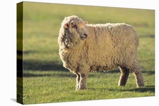 Whitefaced Sheep-DLILLC-Stretched Canvas