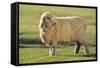 Whitefaced Sheep-DLILLC-Framed Stretched Canvas